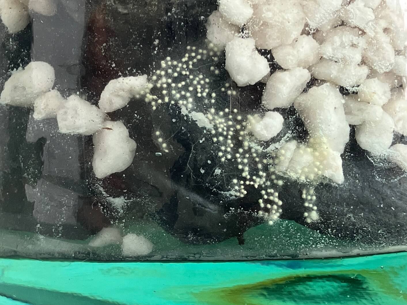 Antoni Pareja - APCISM